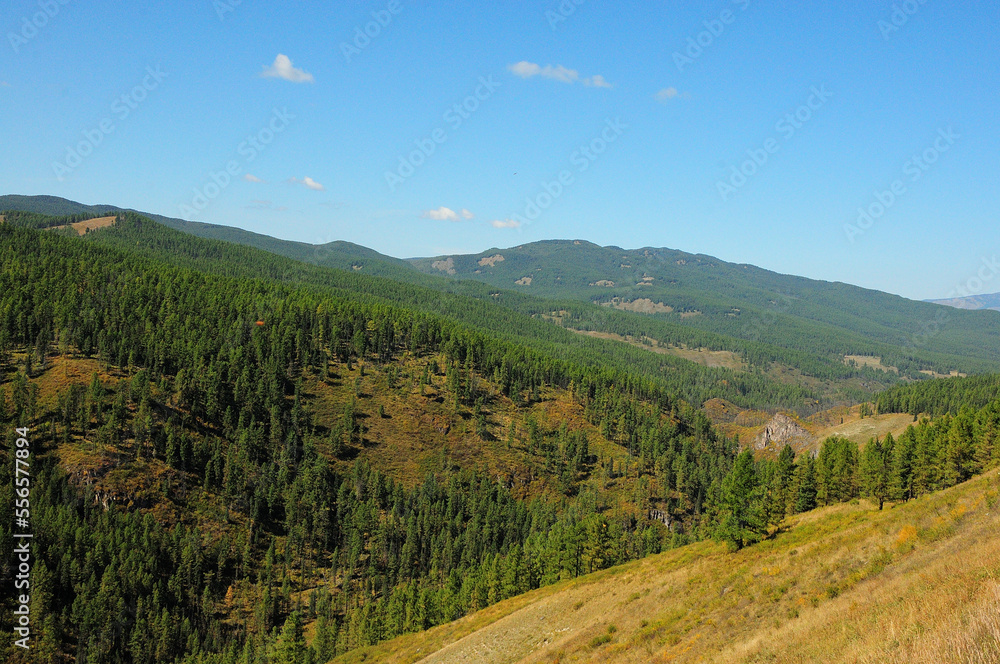 Gentle slopes of high mountains overgrown with coniferous forest on a warm autumn day.