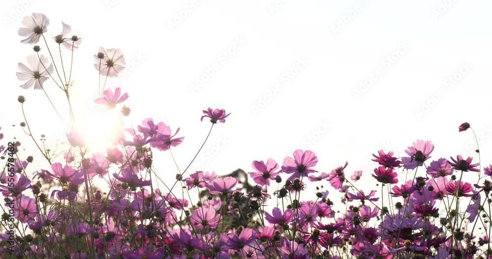Cosmos in field and sunset landscape with copyspace. Cosmos in field and sunset landscape with copyspace.