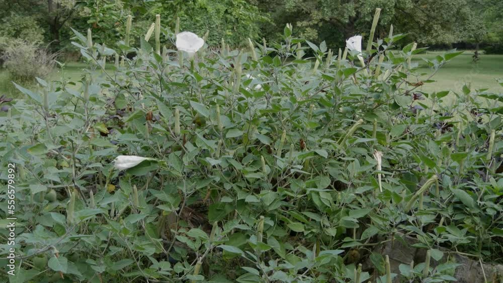 Vidéo Stock Medium shot of thorn apple bush with white flowers. Datura