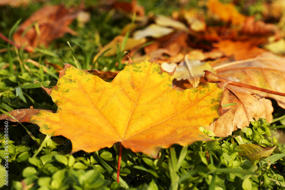Beautiful dry leaves on green grass outdoors, closeup. Autumn season