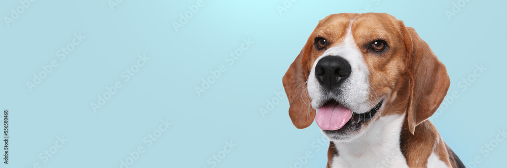 Happy pet. Cute Beagle dog smiling on pale light blue background, space for text. Banner design