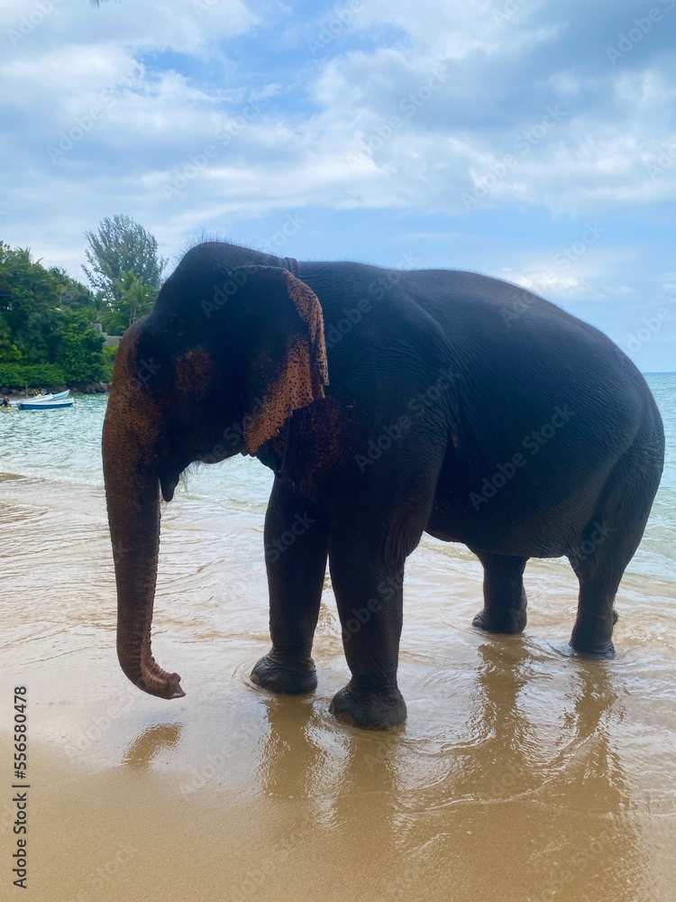 The elephant came out of the sea after bathing to dry.