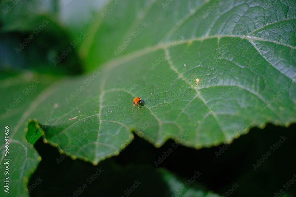 Abstract Defocused Blurred Background a ladybug on the edge of a leaf in the Cicalengka area - Indonesia. Not Focus Abstract Defocused Blurred Background a ladybug on the edge of a leaf in the Cicalengka area - Indonesia. Not Focus