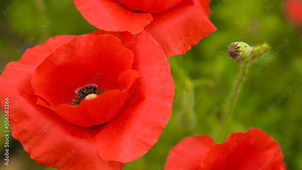Fototapeta premium red poppy in the field