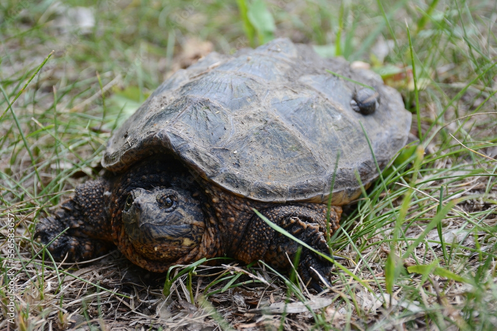 Young Snapping Turtle In Grass Young Snapping Turtle In Grass