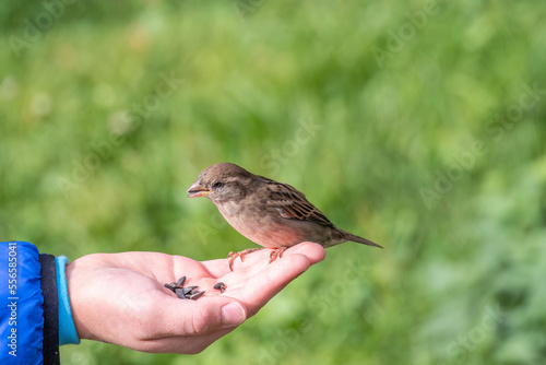 The boy feeds the birds with seeds from his hand. Sparrow eats seeds from the boy's hand © Dmitrii Potashkin