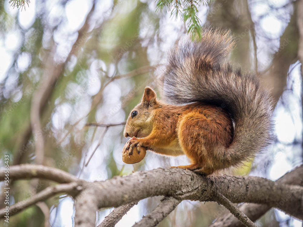 The squirrel with nut sits on tree in the autumn. Eurasian red squirrel, Sciurus vulgaris. The squirrel with nut sits on tree in the autumn. Eurasian red squirrel, Sciurus vulgaris.
