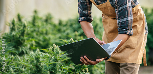 Asian man marijuana researcher checking marijuana cannabis plantation in cannabis farm, Business agricultural cannabis. Cannabis business and alternative medicine concept.