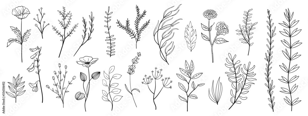 set collection plants leave hand drawn vector. Drawing beautiful creeper leaves, decorative set set collection plants leave hand drawn vector. Drawing beautiful creeper leaves, decorative set