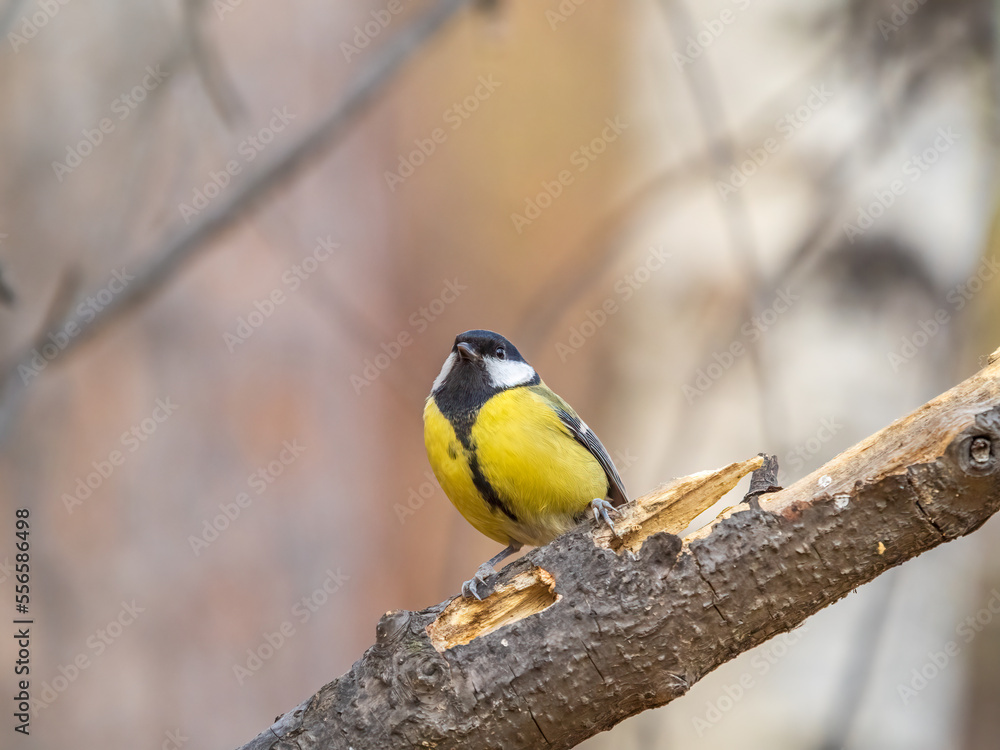Cute bird Great tit, songbird sitting on the branch with blured background Cute bird Great tit, songbird sitting on the branch with blured background