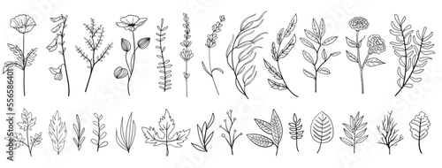 set collection plants leave hand drawn vector. Drawing beautiful creeper leaves, decorative set	