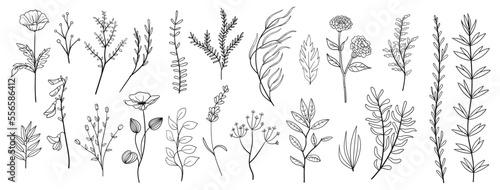 set collection plants leave hand drawn vector. Drawing beautiful creeper leaves, decorative set	