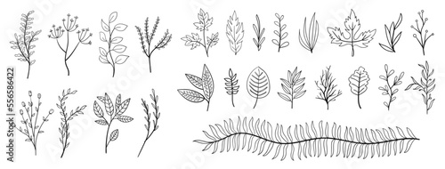 set collection plants leave hand drawn vector. Drawing beautiful creeper leaves, decorative set	