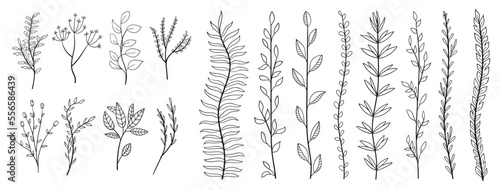 set collection plants leave hand drawn vector. Drawing beautiful creeper leaves, decorative set	