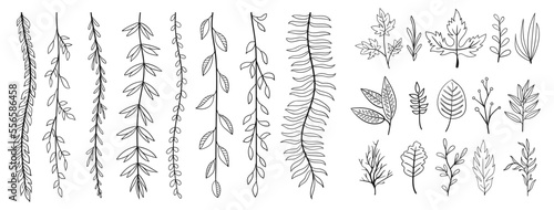 set collection plants leave hand draw vector. Drawing beautiful creeper leaves, decorative set	