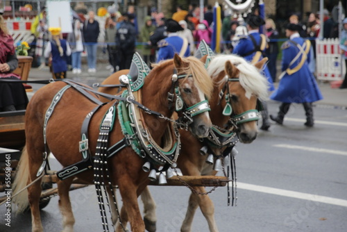 Brown and Beautiful Oktoberfest Parade Horses