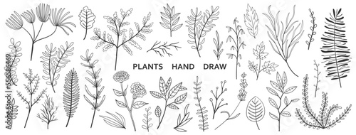 set collection plants leave hand drawn vector. Drawing beautiful creeper leaves, decorative set	