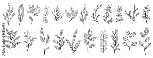 set collection plants leave hand drawn vector. Drawing beautiful creeper leaves, decorative set	