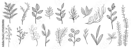 set collection plants leave hand drawn vector. Drawing beautiful creeper leaves, decorative set	