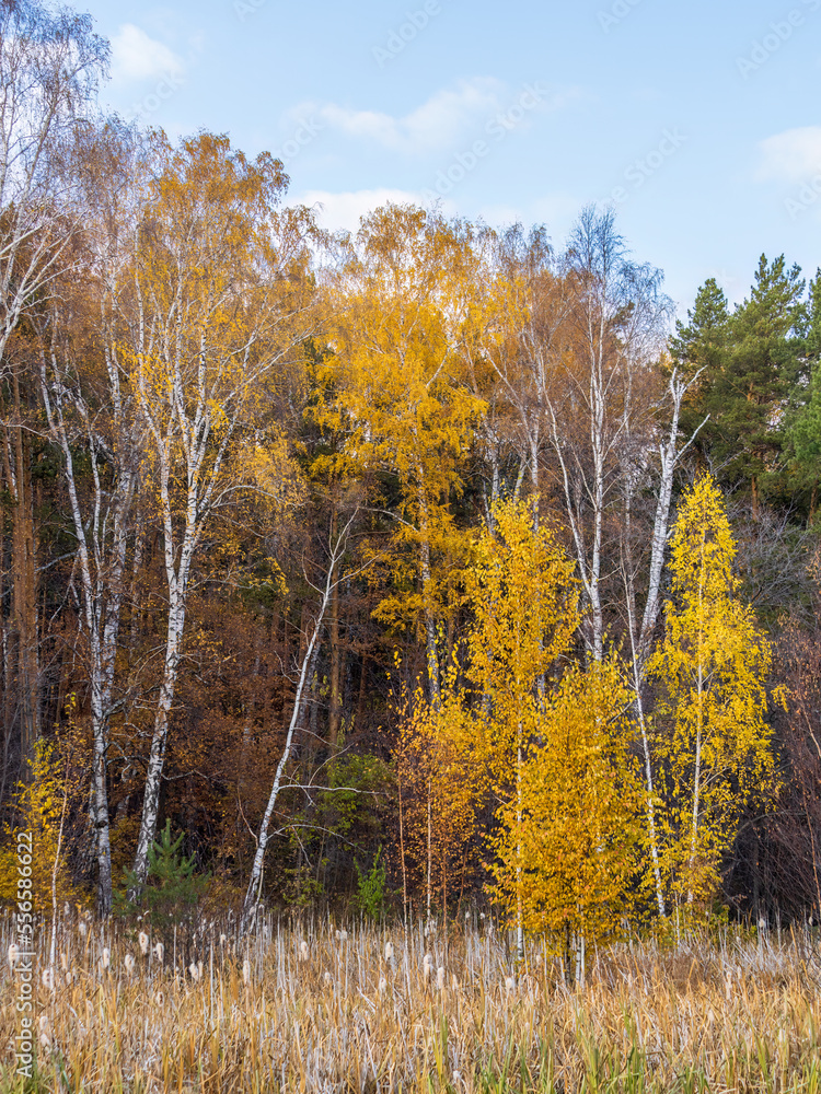 Fototapeta premium Trees with orange, green and yellow leaves in the autumn forest.