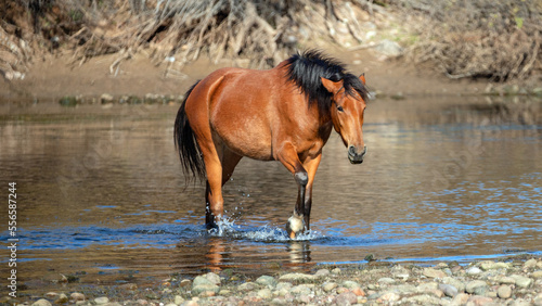 Bay mare wild horse at Coons Bluff walking out of the Salt River noutside Mesa Arizona United States photo