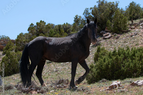 Lone black stallion wild horse on mineral lick hillside on Pryor Mountain in the western United States