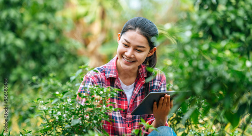 Asian young female farmer with a tablet in her hands examines the green field. Modern technologies in agriculture management and agribusiness concept. © Johnstocker