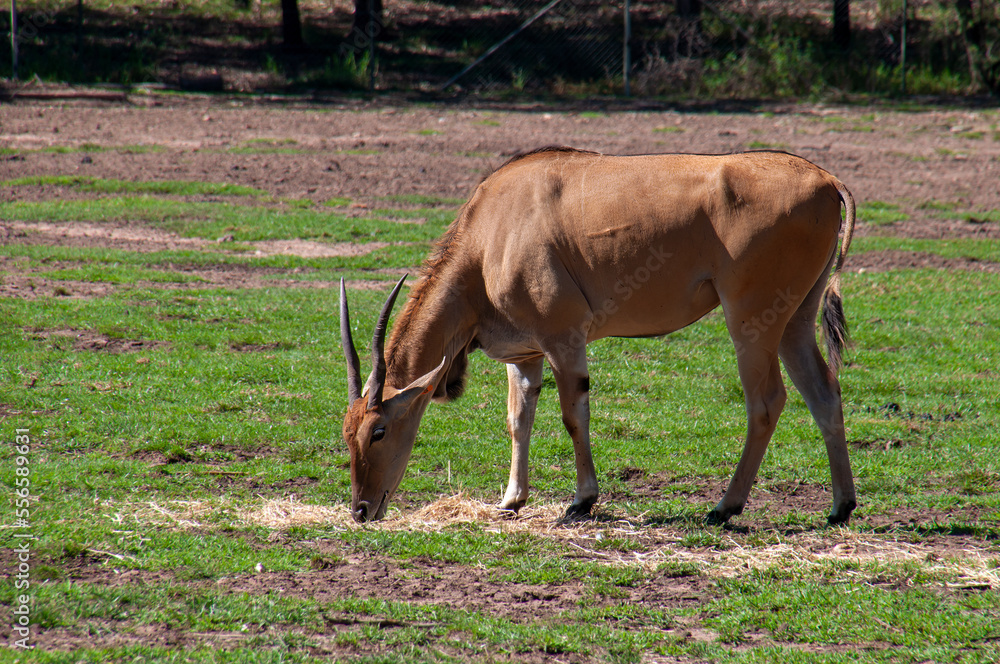 Dubbo Australia, common eland standing in field eating hay Dubbo Australia, common eland standing in field eating hay