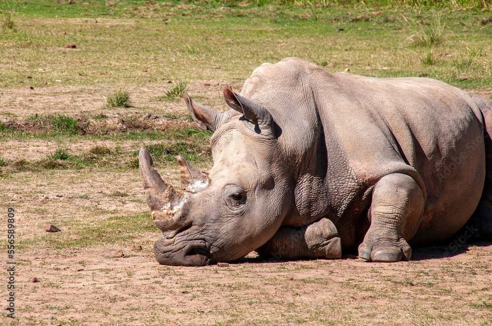 Fototapeta premium Dubbo Australia, white rhino resting on ground