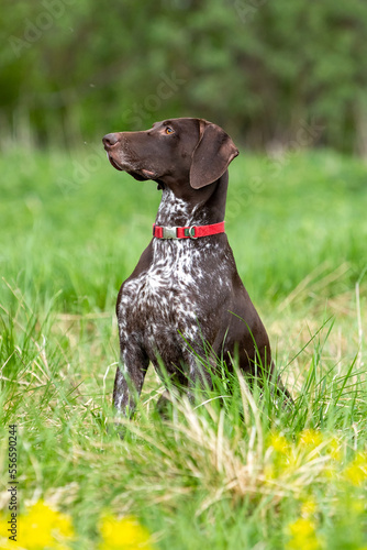 Hunting dog German smooth-haired hound sits in high grass in a field on a green lawn