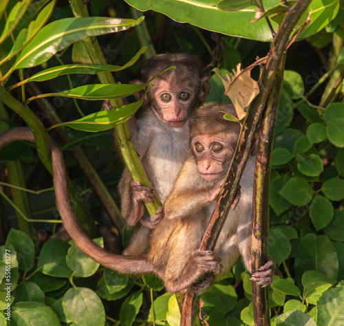 Monkey from the forest A family of monkeys interacting with each other. Two monkeys playing with each other in the forest in Sri Lanka