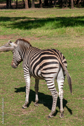 Dubbo Australia  single plains zebra standing in field