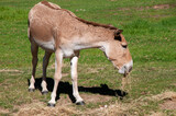Dubbo Australia, endangered persian onager also called the Persian wild ass or Persian zebra, is  native to Iran. 