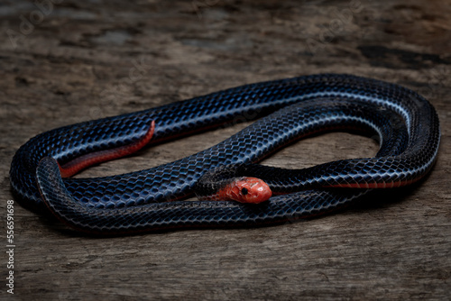 Calliophis intestinalis, commonly known as the Banded Malaysian Coral Snake, is a species of venomous elapid snake endemic to Borneo, Java, Indonesia, and Malaysia. photo