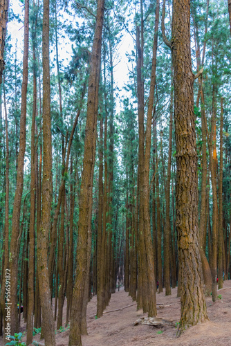 View of vagamon pine forest
