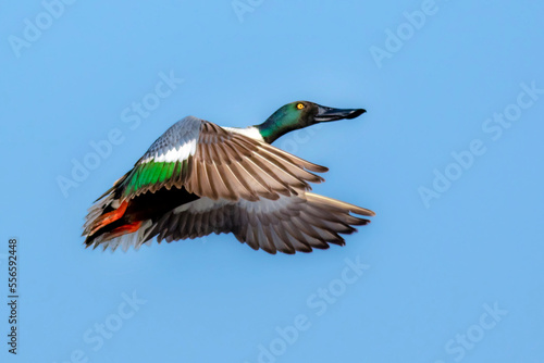 beautiful pictures of northern shoveler duck, The northern shoveler, known simply in Britain as the shoveler, is a common and widespread duck