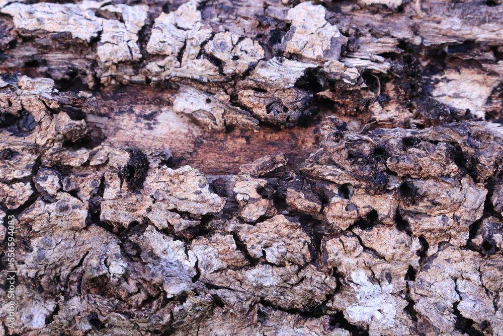 Close up tree bark cracked by drought. Bark surface texture. Natural background
Close up tree bark cracked by drought. Bark surface texture. Natural background