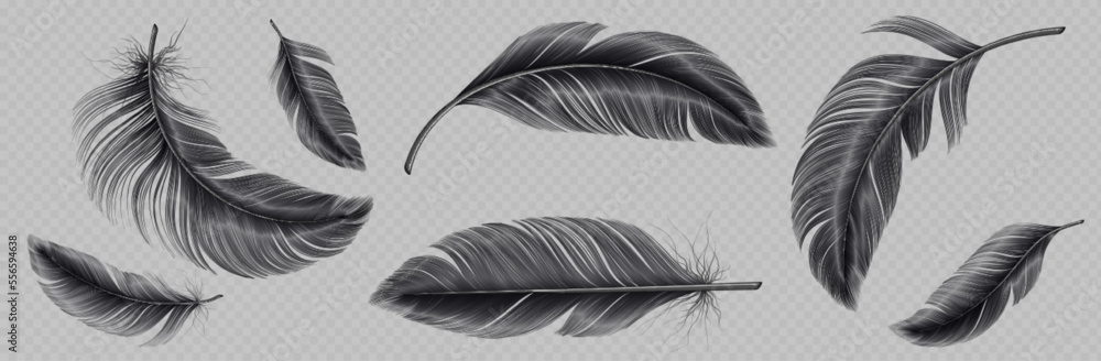 Realistic set of black feather png isolated on transparent background ...