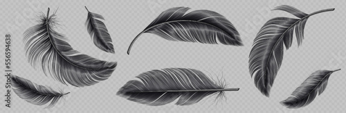 Realistic set of black feather png isolated on transparent background. Vector illustration of falling and flying fluffy bird or angel quills. Symbol of air lightness, swan elegance. Design element
