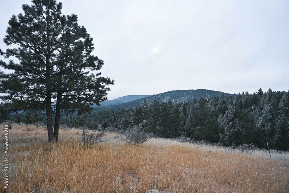 golden field with a light dusting of snow in the Colorado Rocky Mountains golden field with a light dusting of snow in the Colorado Rocky Mountains