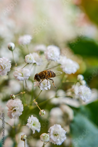 bee on white plant and garden out of focus in the background. bee collecting pollen from gypsophilia paniculata. honey making. plant nicknamed pillanovios. nature macro photography. close up.  © Reverso Fotografía 