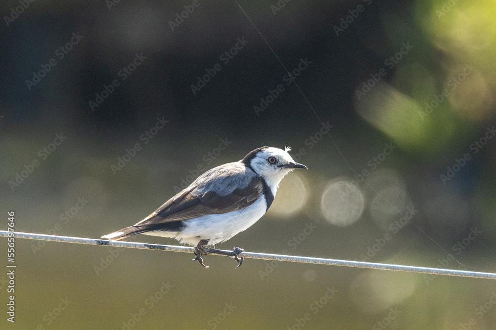 White-fronted Chat in Victoria, Australia`