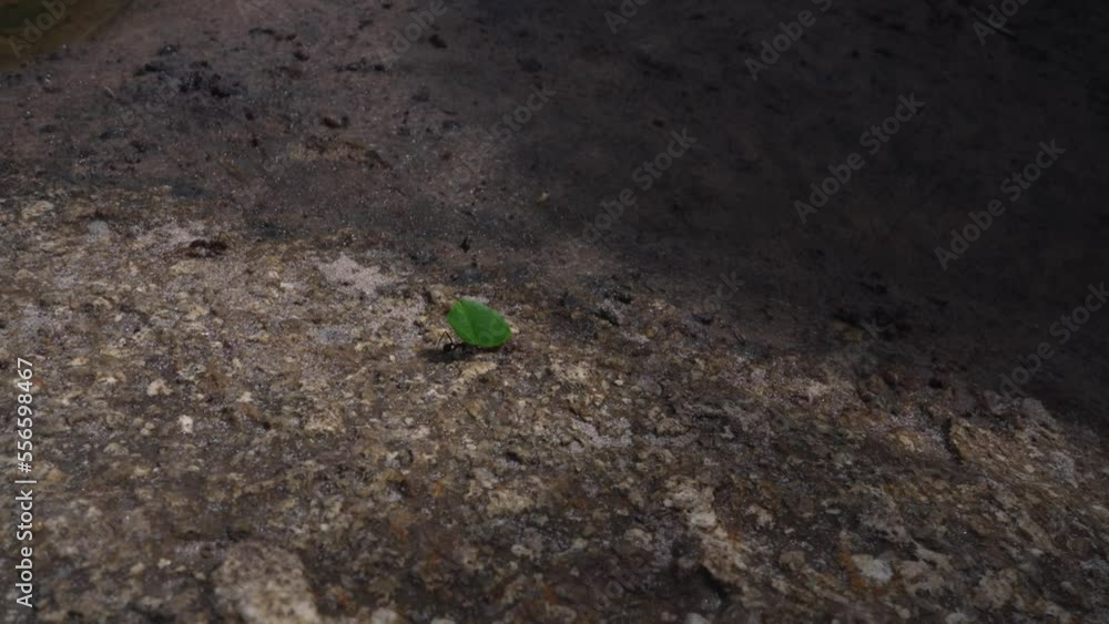 Leafcutter Ant Carrying a Leaf Leafcutter Ant Carrying a Leaf