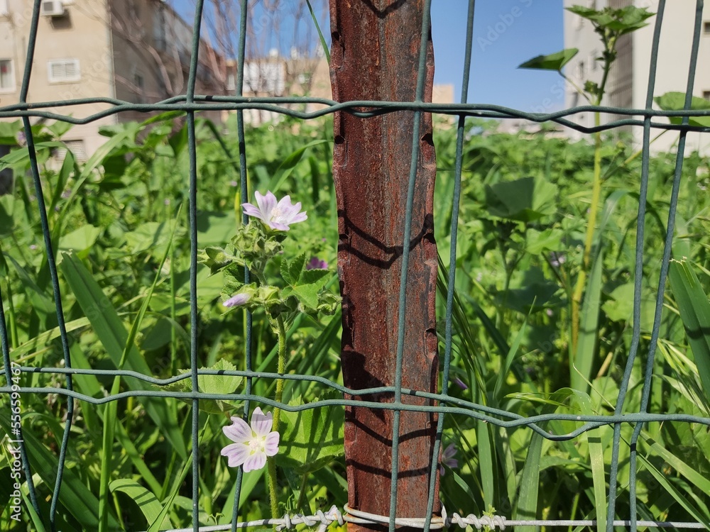 fence with flowers fence with flowers