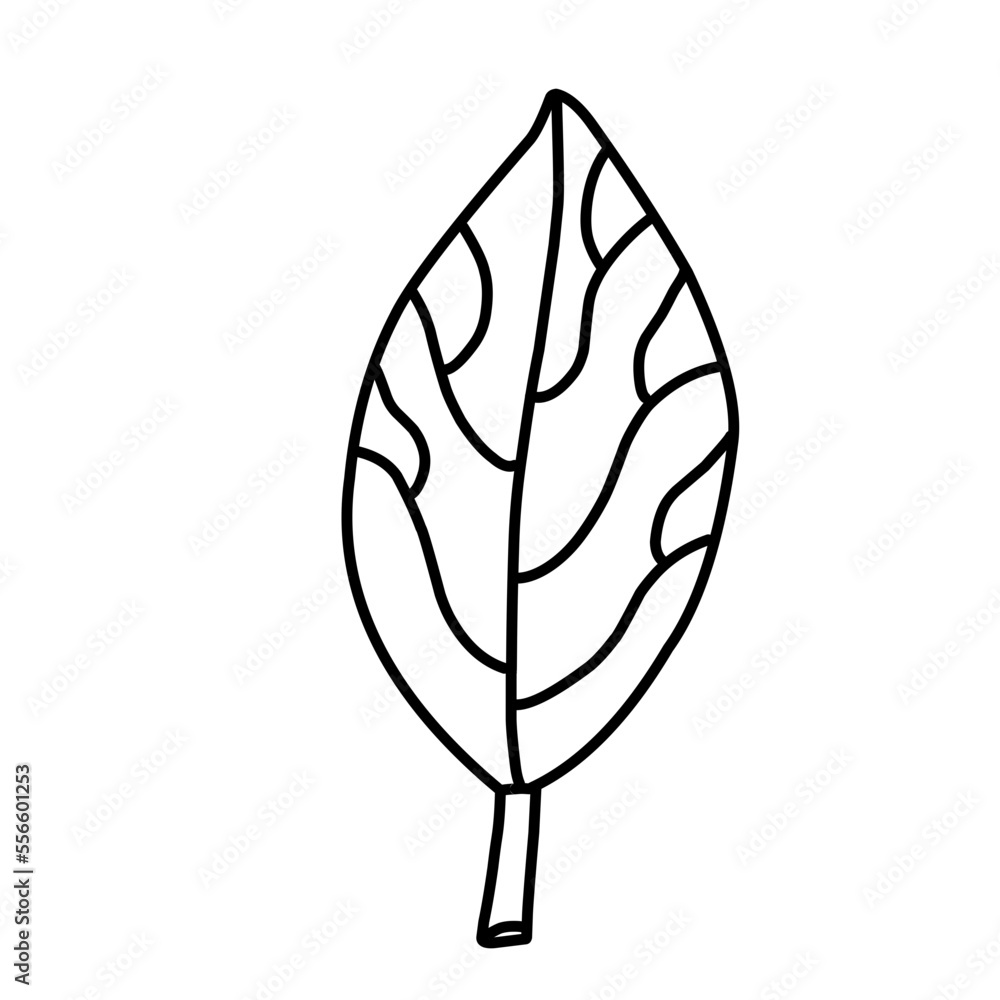 
Leaf Sketch Doodle