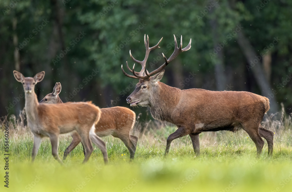 European deer male buck ( Cervus elaphus ) during rut European deer male buck ( Cervus elaphus ) during rut