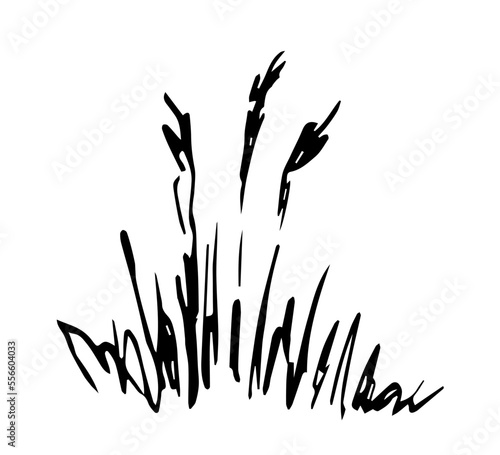 Simple hand drawn vector drawing in black outline. Bush of dry pampas grass isolated on white background. Reed, wild steppe plant, landscape element, nature.