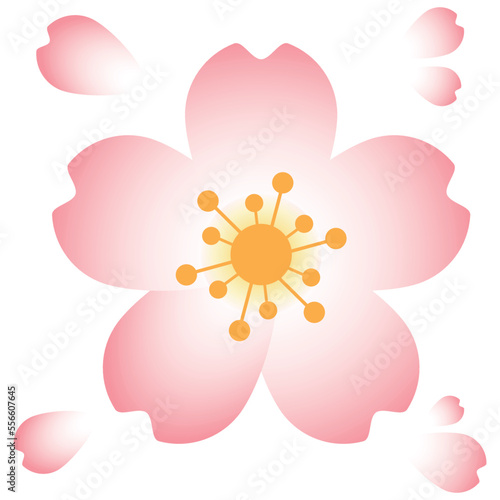 A beautiful and stunning illustration of cherry blossom flowers or also known as sakura flowers. it is one of the most popular flower in east when comes to spring time.