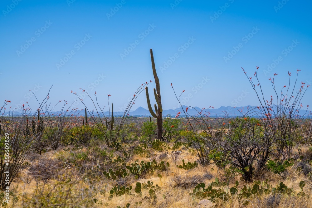 An overlooking view in Saguaro NP, Arizona