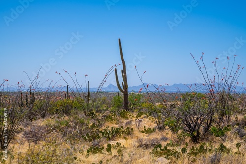 An overlooking view in Saguaro NP  Arizona